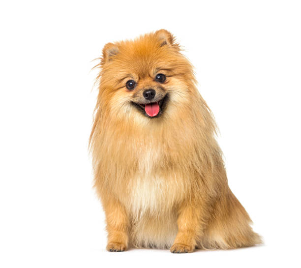 istock Red Pomeranian dog panting and sitting in front, isolated on white 1402896779