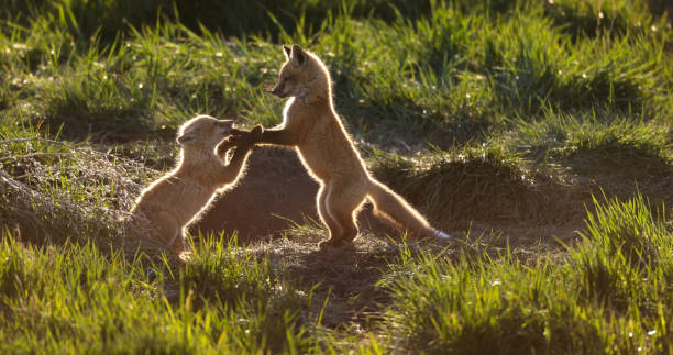 North American red fox puppies