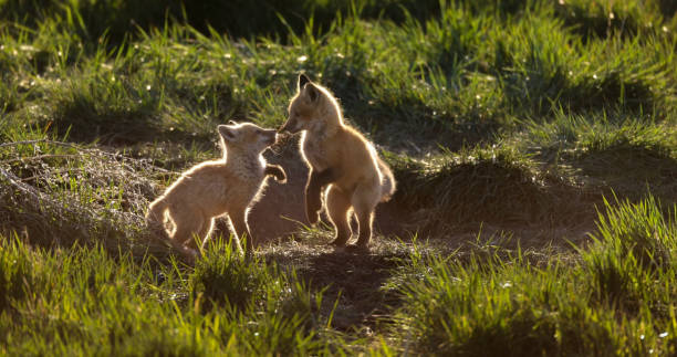 istock North American red fox puppies 1402897984