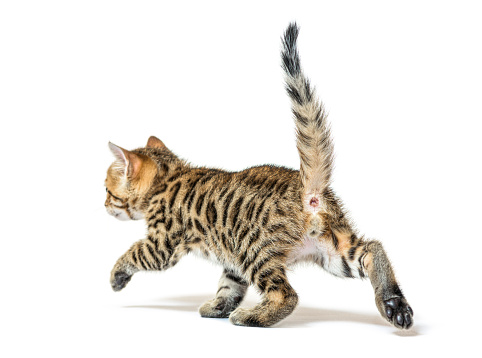 Bengal kitten walking away and looking backwards, six weeks old, isolated on white