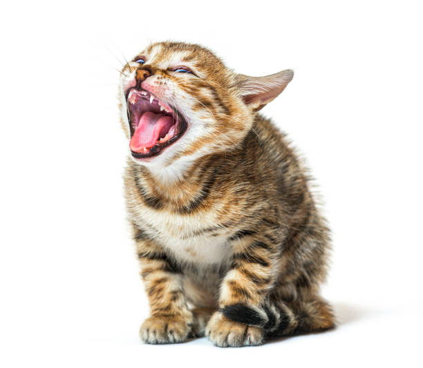 istock bengal cat kitten making a face and showing its roughness tongue, five weeks old, isolated on white 1402898675