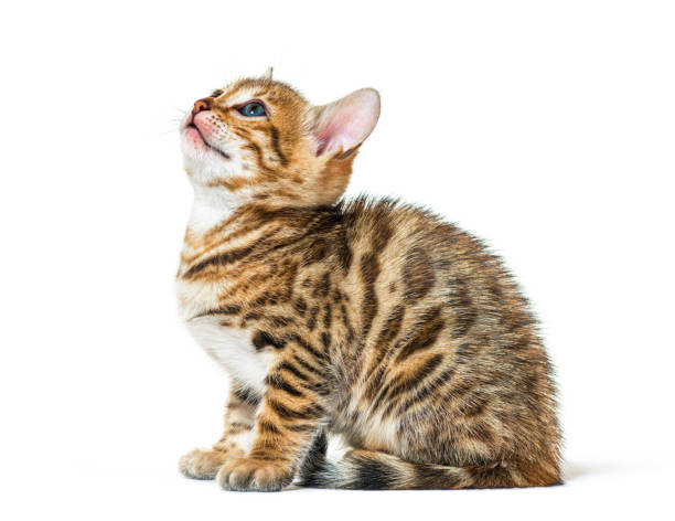 istock Bengal cat kitten looking up,  six weeks old, isolated on white 1402898685