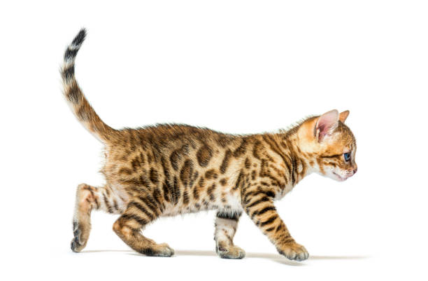 istock Walking bengal cat kitten, six weeks old, isolated on white 1402898700