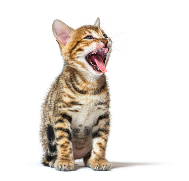 istock bengal cat kitten making a face and showing its roughness tongue, five weeks old, isolated on white 1402898715