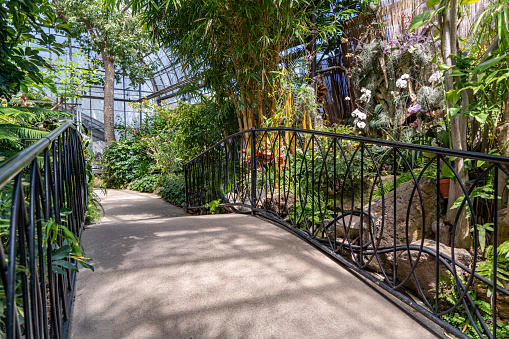 Dreamy landscape with exotic evergreen plants in greenhouse. Beautiful sunlight breaks through the window. Old tropical botanic garden. A variety of plants: palms, ferns, and conifers. Nature concept.