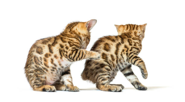 istock Two bengal cat kittens playing together, six weeks old, isolated on white 1402898727