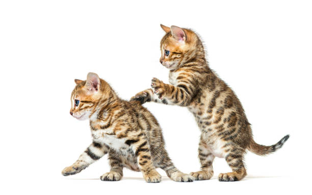 istock Two bengal cat kittens playing together, six weeks old, isolated on white 1402898747