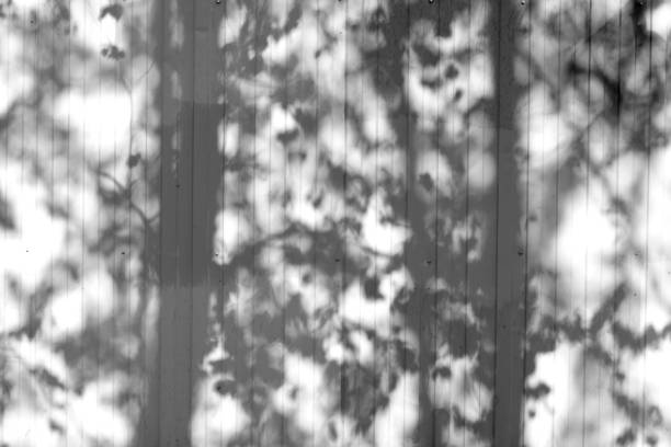 Shadow of trunks and leaves on a white wall for  texture background. Blurred abstract image of shadows. abstract background of shadows leaf on a concrete wall