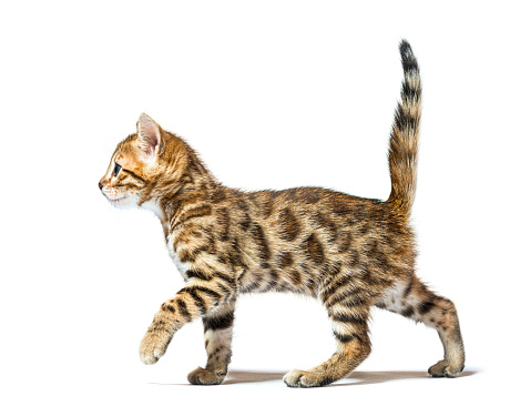 side view of a walking bengal cat kitten, six weeks old, isolated on white