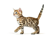 side view of a walking bengal cat kitten, six weeks old, isolated on white