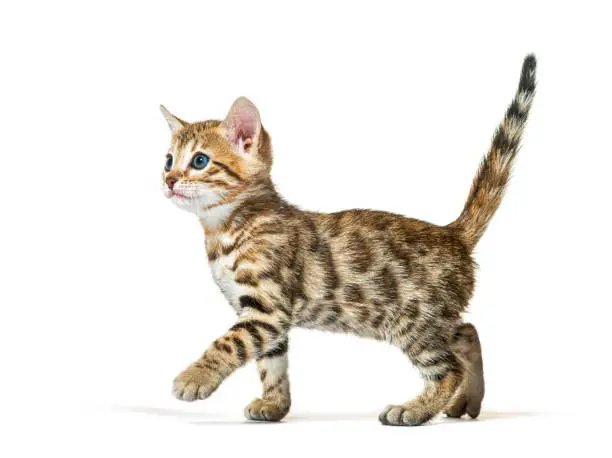 Photo of side view of a walking bengal cat kitten, six weeks old, isolated on white