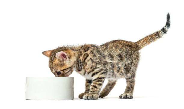 gatito gato de bengala comiendo en un tazón para gatos, de seis semanas de edad, aislado en blanco - bengal cat fotografías e imágenes de stock