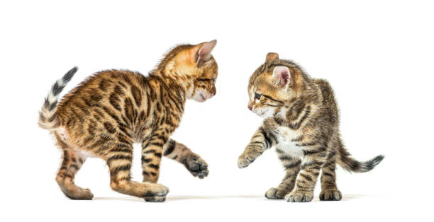 istock Two bengal cat kittens playing together, six weeks old, isolated on white 1402898944