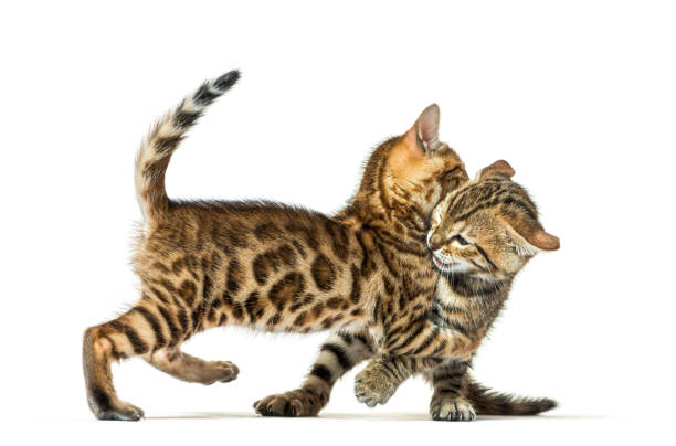 istock Two bengal cat kittens playing together, six weeks old, isolated on white 1402898956