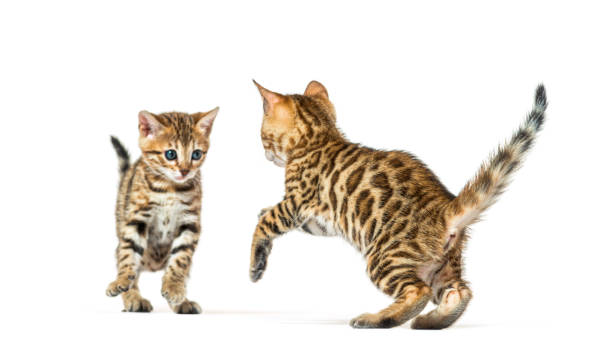 istock Two bengal cat kittens playing together, six weeks old, isolated on white 1402898964