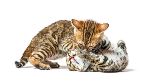 istock Two bengal cat kittens playing together, six weeks old, isolated on white 1402898993