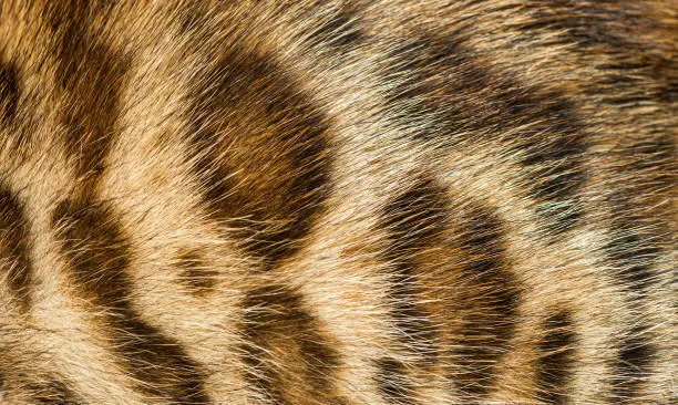 Close-up on the Bengal cat fur, Animal background