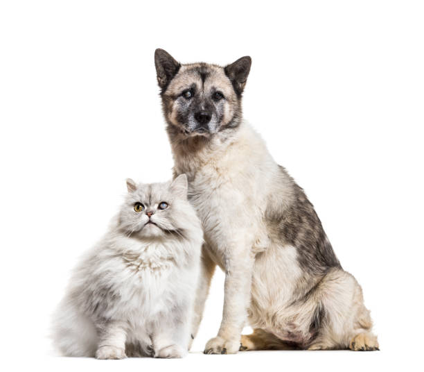 istock One-eyed blind cat and dog, isolated on white 1402899165
