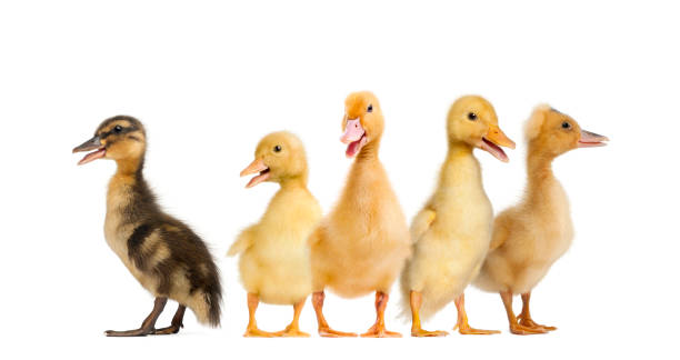 many different Ducklings quacking in a raw many different Ducklings quacking in a raw duckling stock pictures, royalty-free photos & images