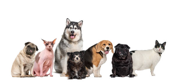 脂肪、肥満、老いたペット、犬、猫のグループが並んでいて、白く隔離されています - animal fat ストックフォトと画像