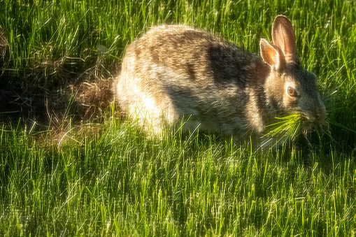 One female rabbit building her nest in green grass in spring. Outdoor wildlife