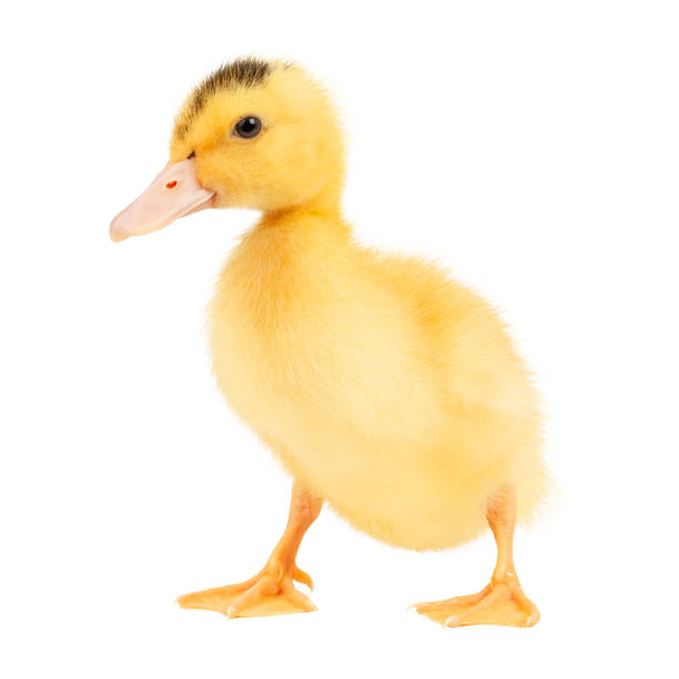 istock Yellow duckling on a white background, close-up. 1402900114