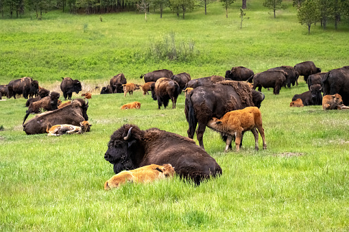 Bison and calves gathered in a field. Grazing animals