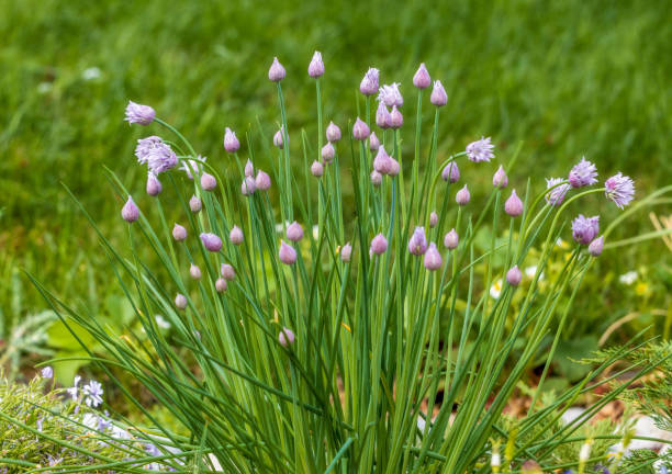 istock Chives onion plant (allium schoenoprasum) blossoming 1402900722