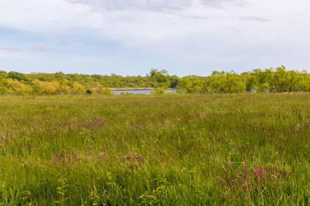 Spring green landscape near Newport, Rhode Island
