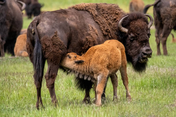 istock Mother Buffalo feeding her calf 1402901348