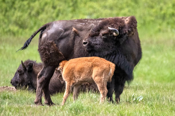 istock Mother Buffalo feeding her calf 1402901446