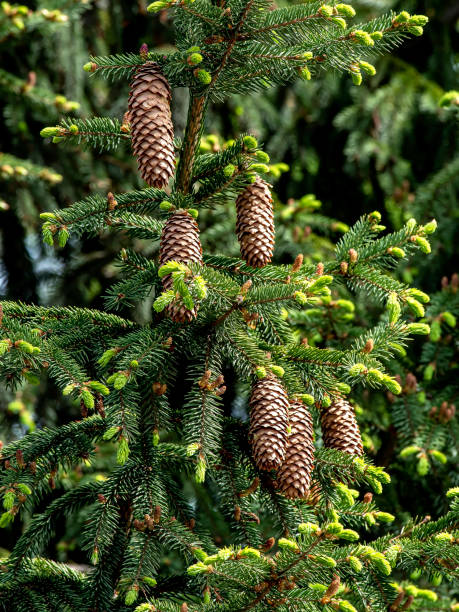 istock cones on the branches of a blue spruce 1402901810
