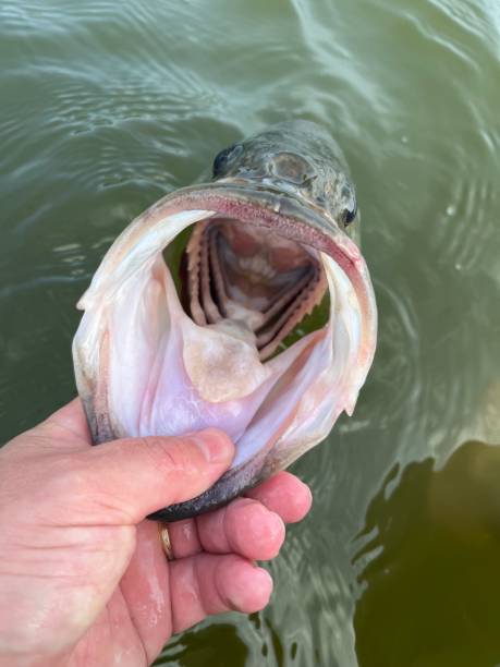 istock Largemouth bass mouth 1402901980