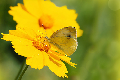 A white butterfly on a yellow flower close-up. Macro close-up photo of a sitting butterfly on a bright flower. Beautiful summer wallpapers on your desktop. A postcard with a butterfly.