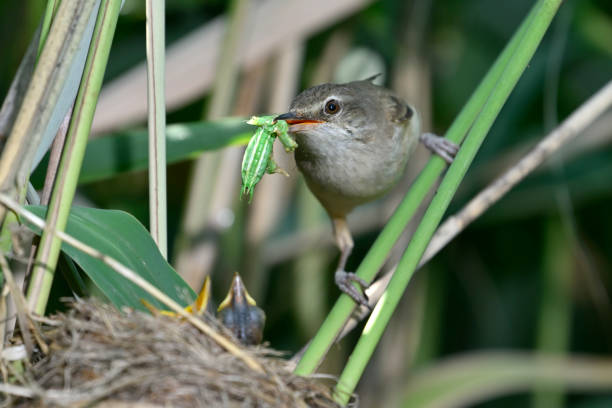 Great reed warbler feeding the chicks with an insect (Acrocephalus arundinaceus)