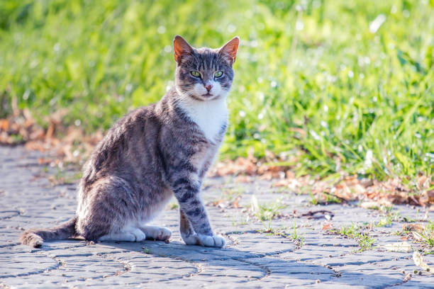 istock A beautiful gray cat with a white breast looks into the camera 1402909022