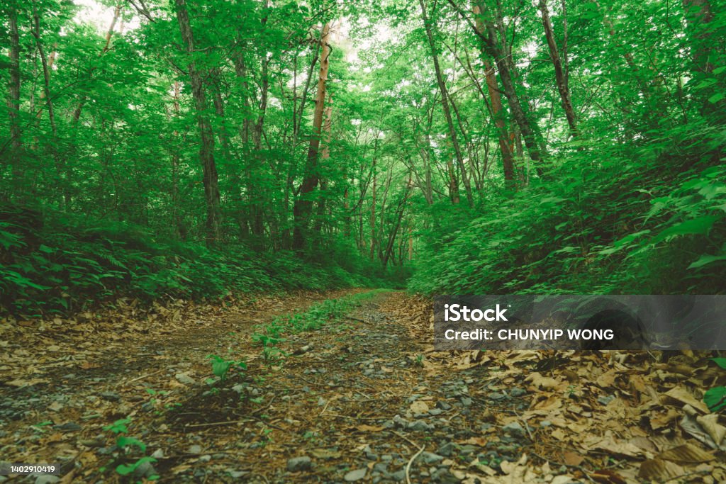 Deciduous Path Long Path In A Green Deciduous Forest Stock Photo - Download Image Now ...