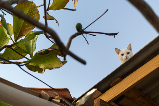 White cat looking over the roof
