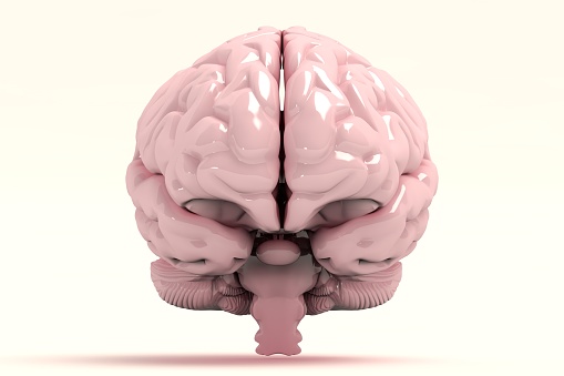 Digital illustration of human Brain, lobe, lobes, anatomy, 3D rendering