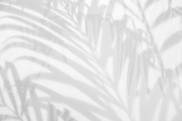 istock Light and shadow leaves,palm leaf overlay on grunge white wall concrete background.Silhouette abstract tropical leaf natural pattern for wallpaper,summer texture.Black and white soft image backdrop. 1402911664