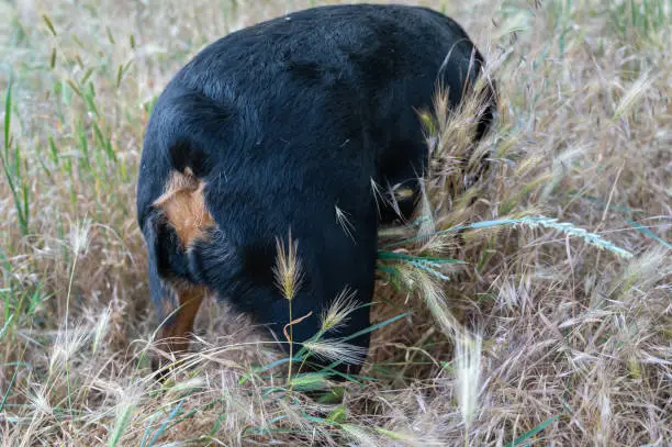 Close-up of the back of a Rottweiler dog standing among wild grasses. Dried spikelets of Hordeum murinum in the hair of the female dog. Spikelets of Hordeum murinum are dangerous for pets.