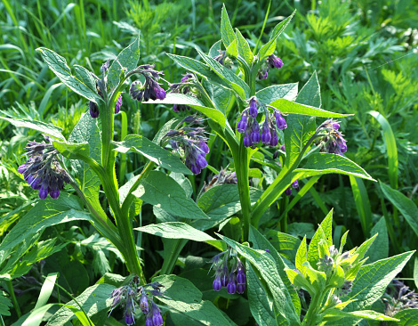 Sunlit group of purple bluebell flowers standing out against against a natural green background, using a shallow depth of field. Plenty of room for copy