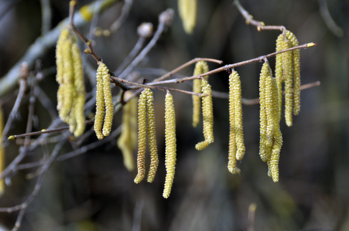 Common hazel (Corylus avellana) in the spring blooms in the forest\