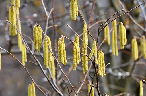Common hazel (Corylus avellana) in the spring blooms in the forest\