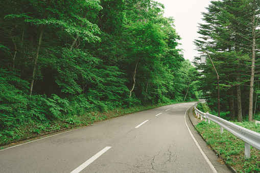 Curve road in a green forest