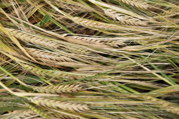 istock Background of barley ears 1402912759