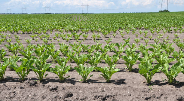 istock On the farm field grow sugar beets 1402912799