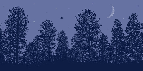 Night sky with Pine trees, moon and stars with Cooper's Hawk