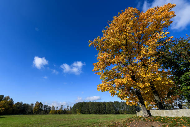 autumn trees on the meadow