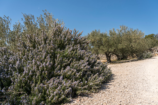 Olive trees in spring and blooming rosemary bush, orchard on island Krk on sunny day. Kvarner region of Croatia